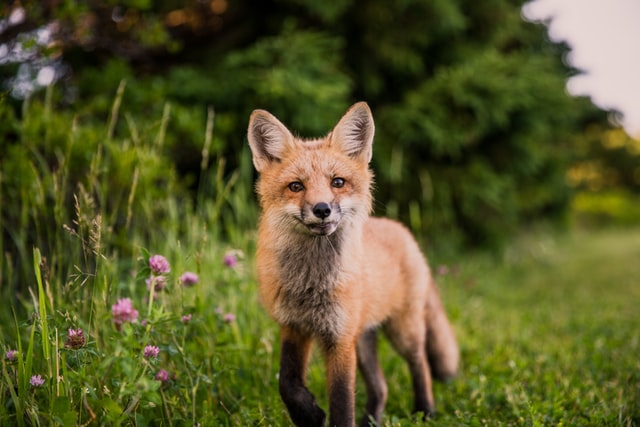 nature fox